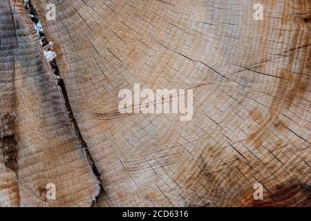 Ein strukturiertes Muster eines Schnittbaums, das viele Ringe auf seiner glatten Oberfläche zeigt. Stockfoto