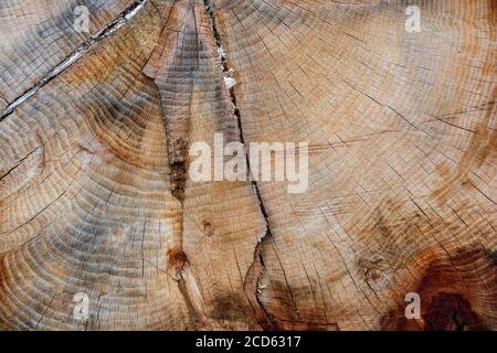 Ein strukturiertes Muster eines Schnittbaums, das viele Ringe auf seiner glatten Oberfläche zeigt. Stockfoto