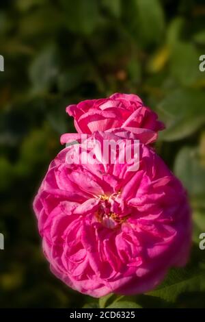 Rosa Gertrude Jekyll in Blüte Stockfoto