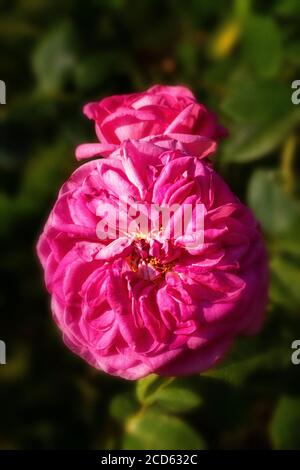 Rosa Gertrude Jekyll in Blüte Stockfoto