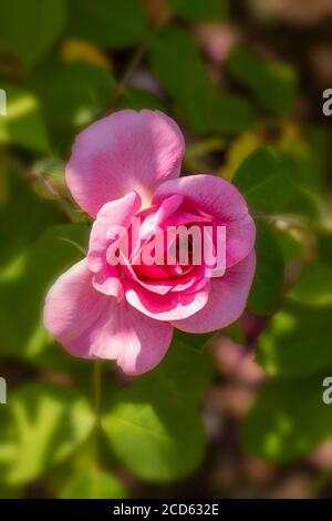 Rosa Gertrude Jekyll in Blüte Stockfoto