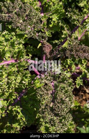 Kale 'Redbor', pflanzliches Superfood Stockfoto