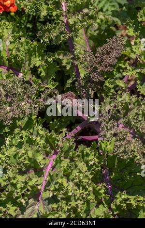 Kale 'Redbor', pflanzliches Superfood Stockfoto