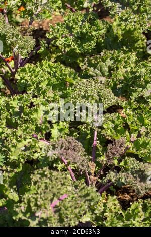 Kale 'Redbor', pflanzliches Superfood Stockfoto