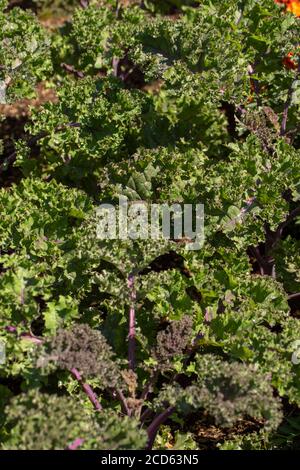 Kale 'Redbor', pflanzliches Superfood Stockfoto