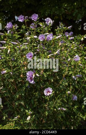 Hibiscus syriacus 'Oiseau Bleu' Nahaufnahme Blumenportrait Stockfoto