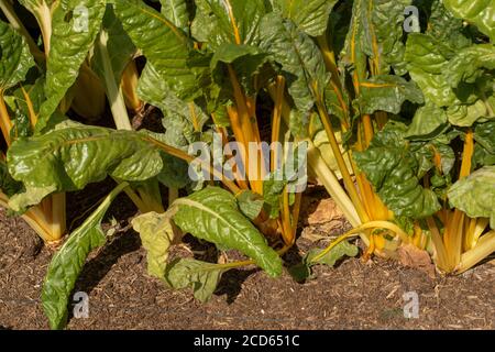 Schweizer Chard wächst in einem Garten, pflanzliche Lebensmittel Zutat Stockfoto