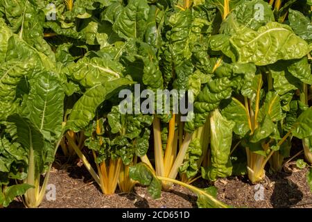 Schweizer Chard wächst in einem Garten, pflanzliche Lebensmittel Zutat Stockfoto