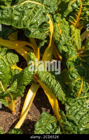 Schweizer Chard wächst in einem Garten, pflanzliche Lebensmittel Zutat Stockfoto