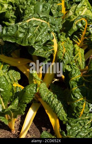 Schweizer Chard wächst in einem Garten, pflanzliche Lebensmittel Zutat Stockfoto