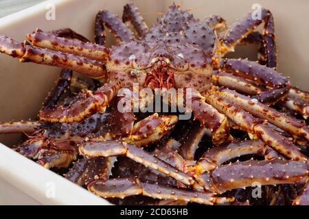 Red King Riesenkrabben als Kamtschatka Krabbe genannt nur aus Wasser in Behälter gelegt, Nahaufnahme des Gesichts Stockfoto