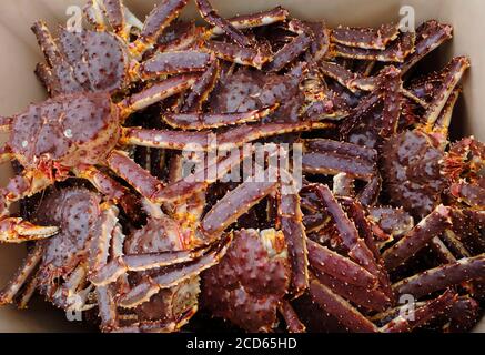 Red King Riesenkrabben als Kamtschatka Krabbe genannt nur aus Wasser in Container hochgeladen, Meeresfrüchte Hintergrund Stockfoto