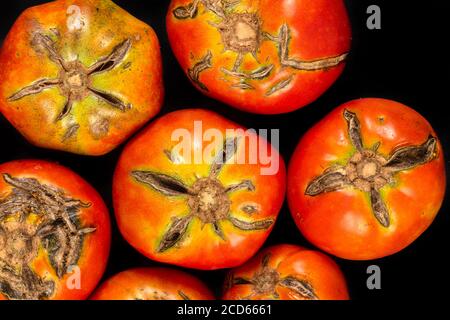 Geknackte Tomaten aufgrund von Regen nach Trockenheit. Gärtnerproblematik Konzept. Stockfoto