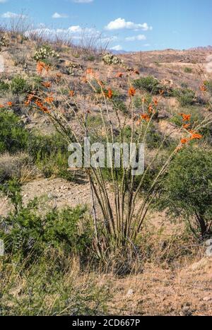 Ocotillo, Fouquieria splendens, eine Pflanze der Arizona-Sonora-Wüstenregion. Stockfoto