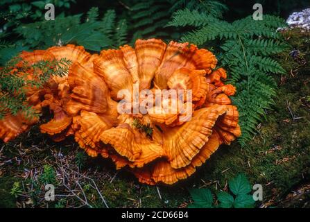 Schwefel Shelf Pilz, Huhn des Waldes, Laetiporus sulfureus. Tal des Hoh River, Olympic National Park, Washington, USA. Stockfoto