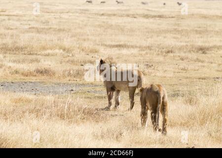 Lion auf Ngorongoro Conservation Area Krater, Tansania. African Wildlife Stockfoto