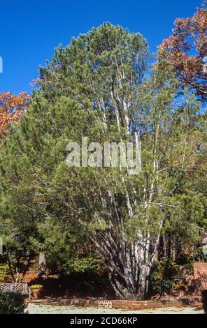 Baum aus Spitzrinde, Pinus Bungeana, National Arboretum, Washington, DC, USA Stockfoto