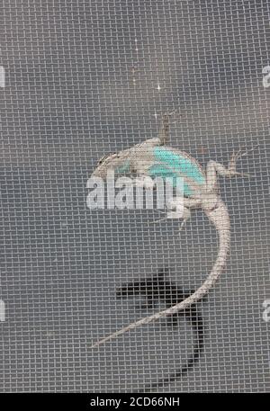 Eidechse mit türkisfarbenem Bauch und langem Schwanz im Inneren Des Bildschirms Stockfoto