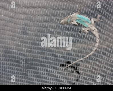 Eidechse mit langem Schwanz und türkisfarbenem Bauch im Inneren Des Bildschirms Stockfoto