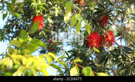 Eine helle, saubere frische Komposition aus australischen Lilly Pilly Blättern und Callistemon oder einheimischen Flaschenbürsten, Baumblättern und Blumen oder Blüten. Frühling i Stockfoto