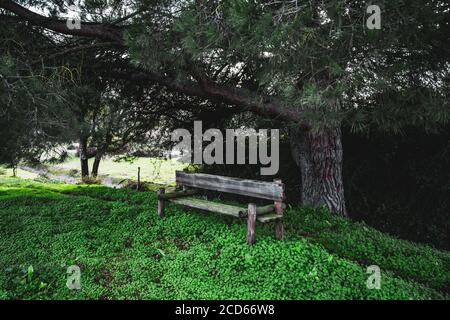 Eine gemütliche alte Holzbank unter einer Kiefer, im Schatten, mit einer Ebenen Grasschicht von der lebendigen grünen Farbe auf dem Boden und einer Wand aus Büschen behi Stockfoto