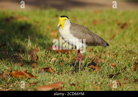 Ein maskierter Kiebitz, Vanellus Miles, in Darwin, Northern Territory, Australien. Stockfoto