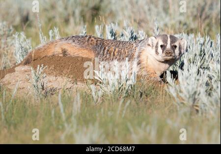 Dachs in den kanadischen Prärien Stockfoto