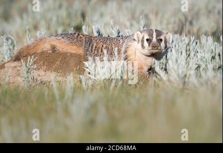 Dachs in den kanadischen Prärien Stockfoto