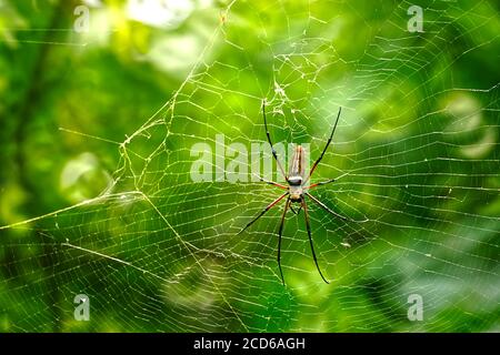 Nephila pilipes, auch bekannt als nördlicher Goldener Orbis Weaver oder riesiger Goldener Orbis Weaver auf seinem Netz. Stockfoto