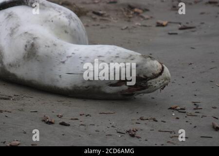 Leopardenrobbe (Hydrurga leptonyx) Stockfoto