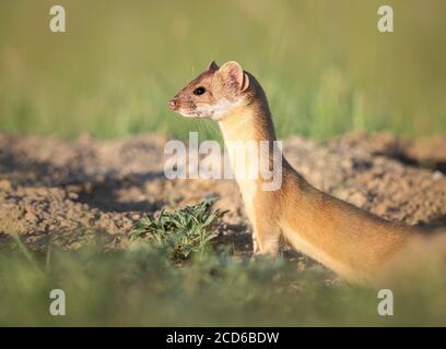 Lange tailed Weasel Stockfoto