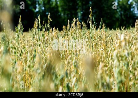 Weicher, unscharfer Hintergrund des Haferfeldes im Sommer Stockfoto