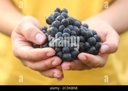 Rote Trauben auf Frauenpalmen vor dem Hintergrund eines gelben T-Shirts. Weinlese Stockfoto