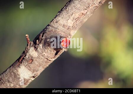 Kaugummi, das von der Beschneidung auf dem Golden Wattle Zweig, Südaustralien, ausströmt Stockfoto