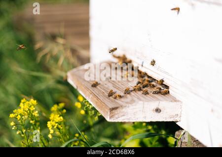 Nahaufnahme Schwarm von Honigbienen, die Pollen zum Bienenstock tragen Heller Sommer sonniger Tag am Bienenhaus Stockfoto