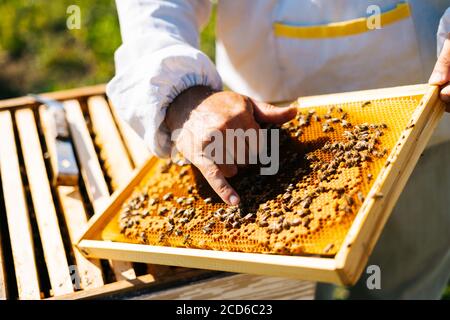Nahaufnahme der Hände der Bienenzucht, die Bienen berühren, die auf einem Holzrahmen krabbeln. Stockfoto