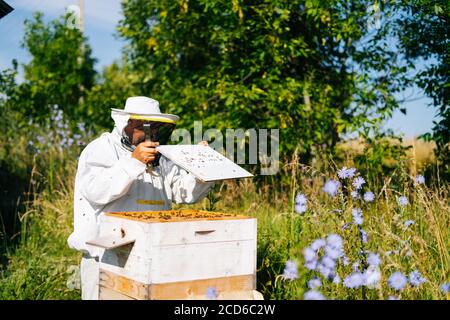 Imker trägt weiße Schutzkleidung und Handschuhe, die Bienen auf Wabenholzrahmen prüfen. Stockfoto