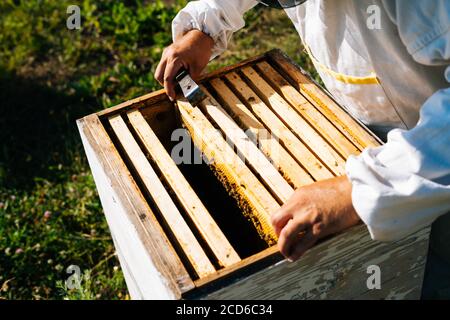 Nahaufnahme eines Bienenvölker in Schutzkleidung zieht Rahmen mit Bienenhonig voller Bienen heraus. Stockfoto