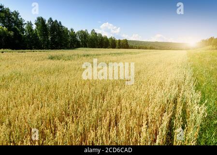 Weicher, unscharfer Hintergrund des Haferfeldes im Sommer Stockfoto