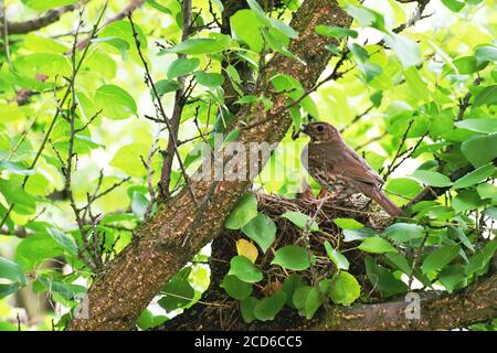 Der singvogel (lateinisch Turdus philomelos) brachte Nahrung zu seinen Nestlingen. Nest ist schalenförmig und aus trockenen Stämmen krautiger Pflanzen hergestellt Stockfoto