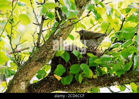 Der singvogel (lateinisch Turdus philomelos) brachte Nahrung zu seinen Nestlingen. Nest ist schalenförmig und aus trockenen Stämmen krautiger Pflanzen hergestellt Stockfoto