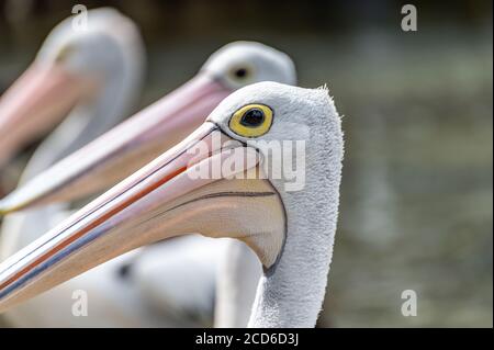 Australische Pelikane in Woy Woy an einem bewölkten Sommernachmittag Stockfoto