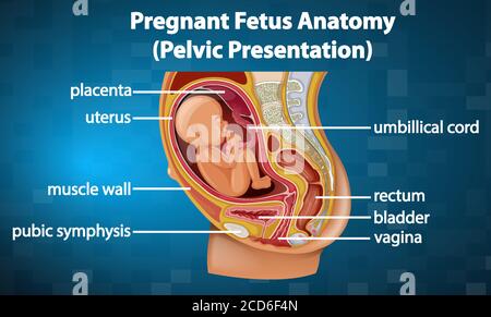 Abbildung der Anatomie des schwangeren Fötus Stock Vektor