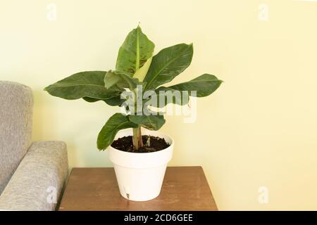 Zwerg cavendish Bananenbaum im Inneren. Wie für Bananen in Töpfen zu pflegen Konzept Stockfoto