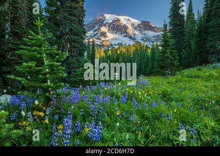 Wildblumenwiese im Paradise, Mount Rainier, Washington, USA Stockfoto