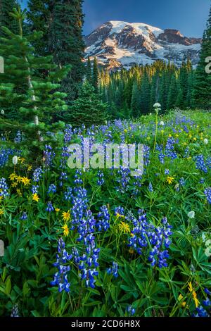 Wildblumenwiese im Paradise, Mount Rainier, Washington, USA Stockfoto