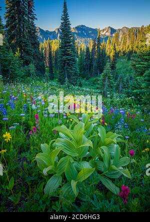 Wildblumenwiese im Paradise, Mount Rainier, Washington, USA Stockfoto