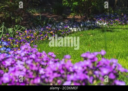 Lobelia im Garten inmitten der grünen Wiese. Element der Landschaftsgestaltung. Lobelia und Stiefmütterchen auf dem gleichen Blumenbett in hellem Tageslicht. Hell gr Stockfoto