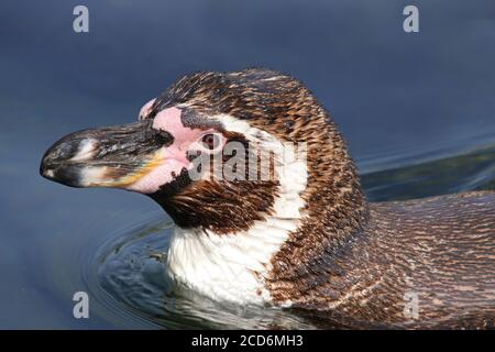 Humboldt-Pinguin (Spheniscus Humboldti) Stockfoto