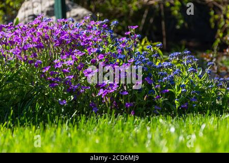 Lobelia im Garten inmitten der grünen Wiese. Element der Landschaftsgestaltung. Lobelia und Senf auf dem gleichen Blumenbeet in hellem Tageslicht Stockfoto